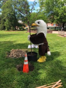 Sammy D. Eagle planting a tree on campus
